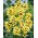 Ixia - Yellow Emperor - XXXL pakke - 1250 stk.; majs lilje