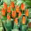 Low-growing orange tulip - Greigii orange - XXXL pack  250 pcs