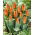 Low-growing orange tulip - Greigii orange - XXXL pack  250 pcs