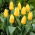 Low growing yellow tulip - Greigii yellow - XXXL pack  250 pcs