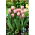 Tulip Salmon Impression - embalagem XXXL 250 unid.