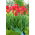 Tulip Parade - XXXL pack  250 pcs