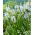 Cusick's camas - Pack XXL 100 uds; quamash, jacinto indio, camash, jacinto silvestre, Camassia
