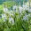 Cusick's camas - Pack XXL 100 uds; quamash, jacinto indio, camash, jacinto silvestre, Camassia