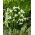 Žalias putinas - 5 vnt.; Vorono putinas, Galanthus woronowii - XXXL pakuotė 250 vnt.