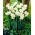 Narcis, narcis 'Pueblo' - XXXL pak 250 st - 