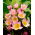 Botanisk tulipan - Lilac Wonder - XXXL pakke 250 stk.