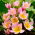 Botanisk tulipan - Lilac Wonder - XXXL pakke 250 stk.