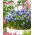 Muscaris d'Armenie Touch of Snow - Pack XXXL - 500 pcs