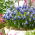 Muscaris d'Armenie Touch of Snow - Pack XXXL - 500 pcs