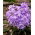 Bossier's glory-of-the-snow, purple-flowered - Chionodoxa Violet Beauty - XXXL pack - 500 pcs; Lucile's glory-of-the-snow