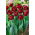 Tulip Antraciet - XXXL pack  250 pcs