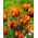 Tulip Bastia - XXXL pack  250 pcs