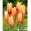 Tulip Blushing Beauty - XXXL pack  250 pcs