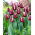 Lalea 'Fontainebleau' - pachet XXXL 250 buc.