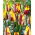 Tulipán 'Helmar' - XXXL pack 250 uds