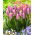 Tulip Light And Dreamy - XXXL förpackning 250 st