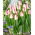 Tulip Playgirl - XXXL pack  250 pcs