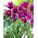 Tulip Purple Dream - XXXL pack  250 pcs