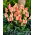 Tulip Quebec - XXXL pack  250 pcs