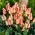 Tulip Quebec - XXXL pack  250 pcs
