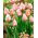 Tulipan 'Salmon Van Eijk' - XXXL pakke 250 stk.