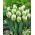 Tulip Snow Valley - XXXL-Packung 250 Stk - 