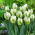 Tulip Snow Valley - XXXL-Packung 250 Stk - 