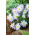 Balkan anemone - Blue Splendor - XXXL pakke - 400 stk.; Græsk vindblomst, vintervindblomst