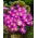 Balkan-Anemone - Violet Star - XXXL-Packung - 400 Stück; Griechische Windblume, Winterwindblume - 