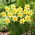 Narciso Red Devon - XXXL conf. 250 pz