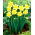 Narciso Safina - Confezione XXXL 250 pz