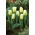 Tulipa Calgary Flames - pacote XXXG 250 unid.