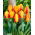 Tulip Flair - XXXL pack  250 pcs