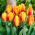 Tulip Flair - XXXL pack  250 pcs