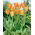 Tulip Orange Emperor - XXXL pack  250 pcs