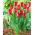 Tulip Strong Love - XXXL pack  250 pcs