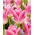 Tulp Royal Ten - XXXL pak 250 st - 