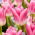 Tulp Royal Ten - XXXL pak 250 st - 