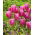 Tulip Jumbo Pink - XXXL pack  250 pcs