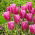 Tulip Jumbo Pink - XXXL pack  250 pcs