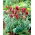 Tulip Esperanto - XXXL pack  250 pcs