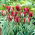 Tulip Esperanto - XXXL pack  250 pcs