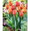 Tulip Hermitage - XXXL pack  250 pcs