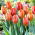 Tulip Hermitage - XXXL pack  250 pcs