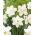 Watch Up daffodil - XXXL pack  250 pcs