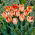 Tulipano pappagallo albicocca - 5 pz