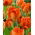 Monte  Orange tulip - XXXL pack  250 pcs