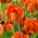 Tulipano Monte Arancio - 5 pz