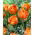 Orca tulip - XL pack - 50 pcs
